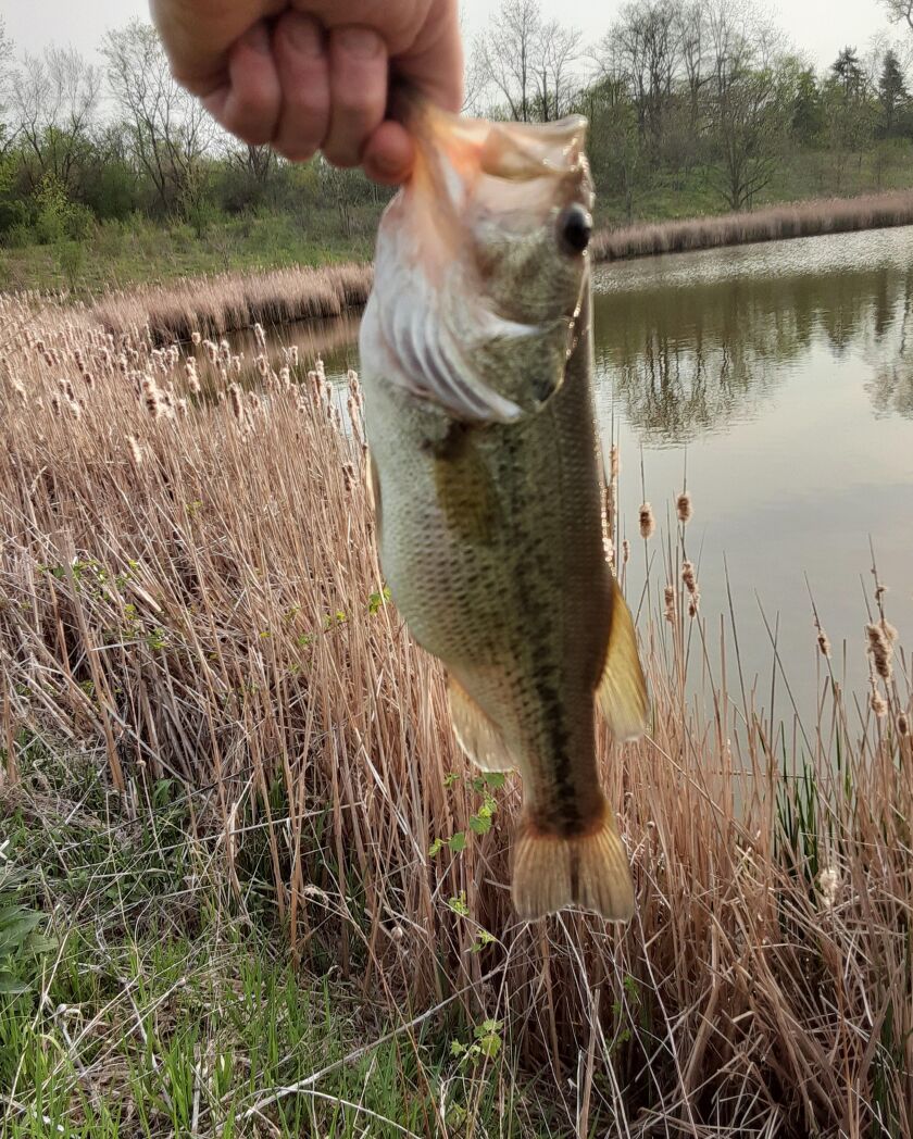 Matt Gill with a largemouth bass in the northwest suburbs. Provided photo
