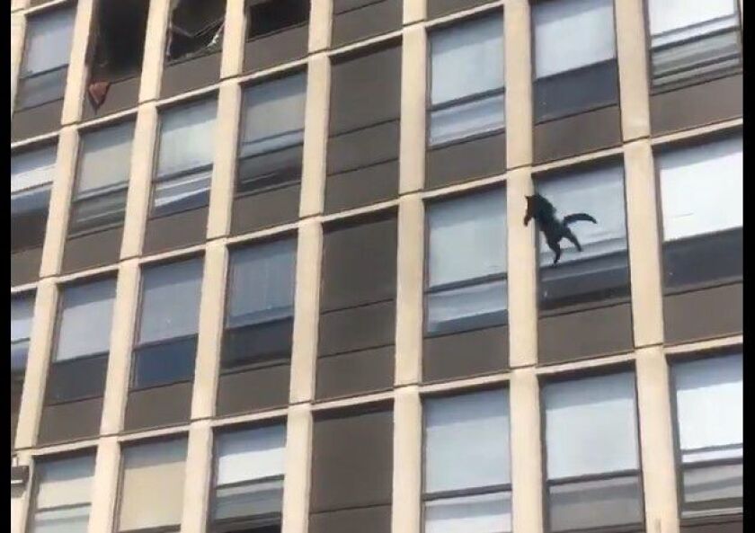 Screenshot of a video showing a cat leap from a building to escape a fire May 13, 2021, in Englewood.