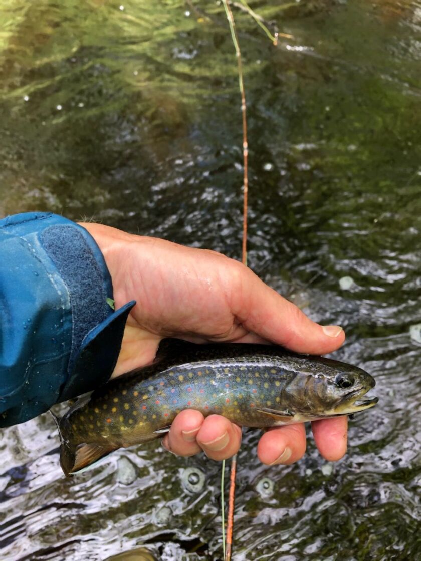 A brook trout from northern Wisconsin. Provided by Pete Lamar