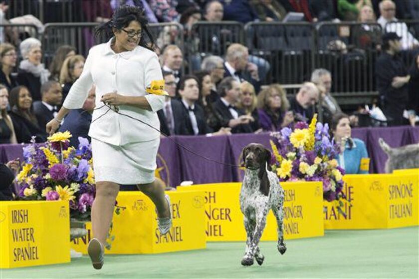 DogShowruns021716.jpg