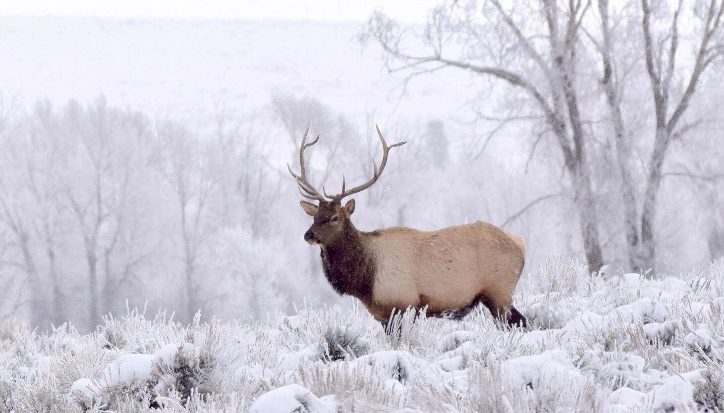 NextImg:Chicago outdoors: It’s a long way to Grand Teton National Park
