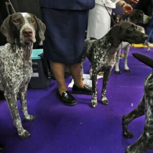 German shorthaired pointers wait to enter the ring.| AP file photo