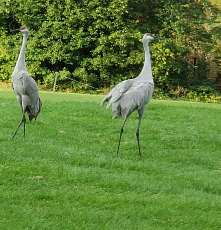 Sandhill cranes at Cog Hill. Credit: Ron Mohr
