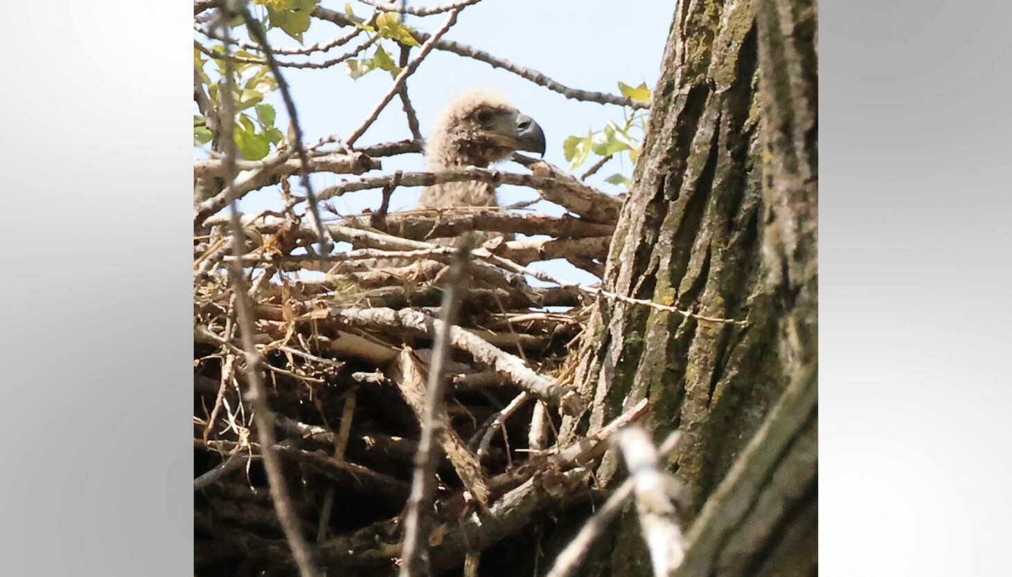 Eaglet hatches in Chicago for the first time in more than 100 years