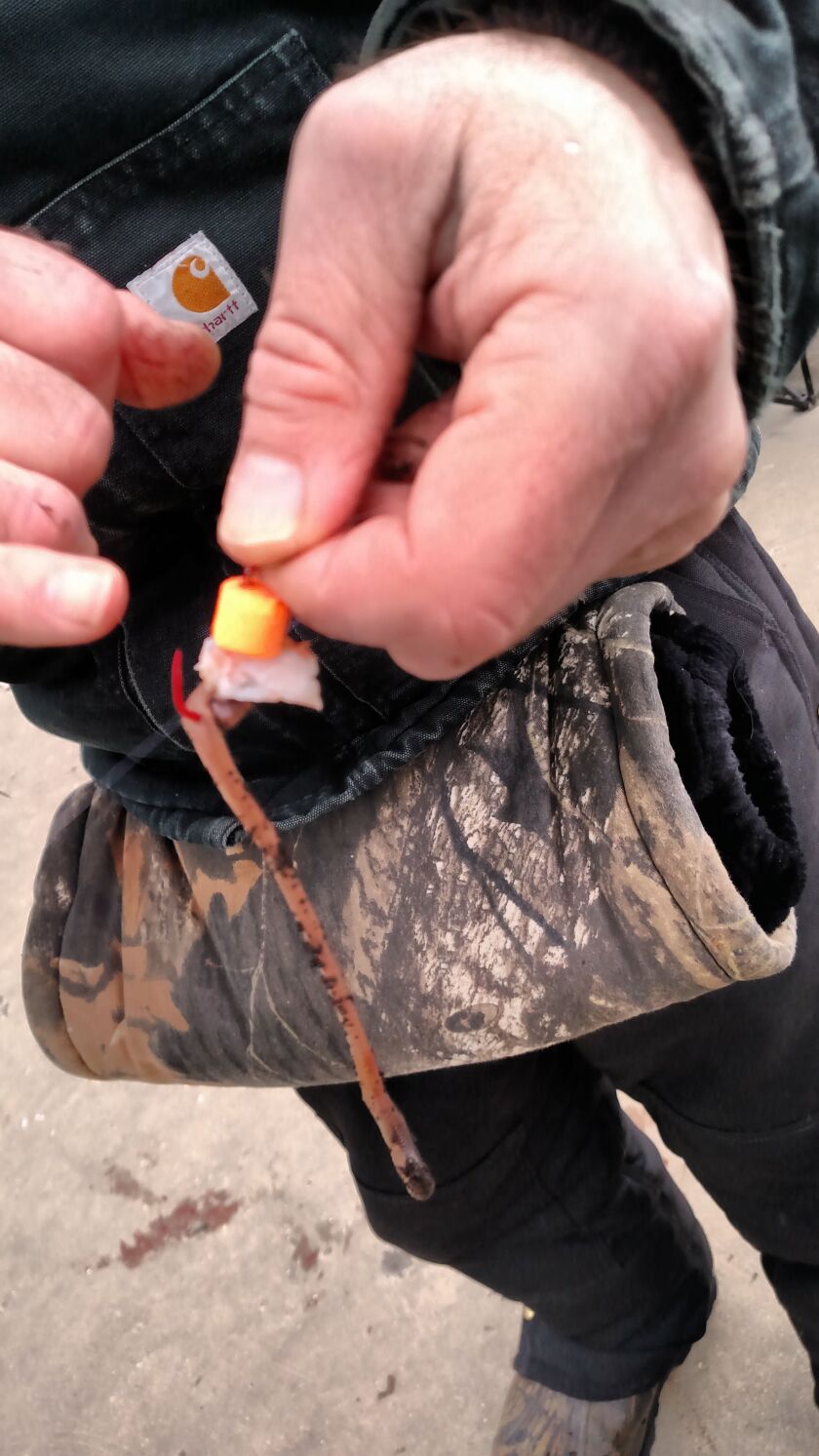 The coho rig–PowerBait, shrimp piece and crawler–that Steve Schmeling used to catch the first of the morning on the St. Joe pier.<br>Credit: Dale Bowman