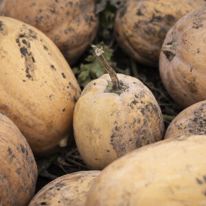 STEINBERGPUMPKINS_261018-01.jpg