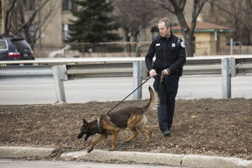 A police officer with his canine partner searches near Morrie Mages Park on Recreation Drive in Lake View after a suspect ran from a nearby crash on Monday morning. | Ashlee Rezin\Sun-Times
