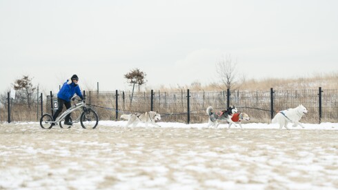 Mike Knill, volunteer with Free Spirit Siberian Rescue, rides a bike that is being pulled by huskies during Polar Adventure Days at Northerly Island, Saturday, Jan. 24, 2026.