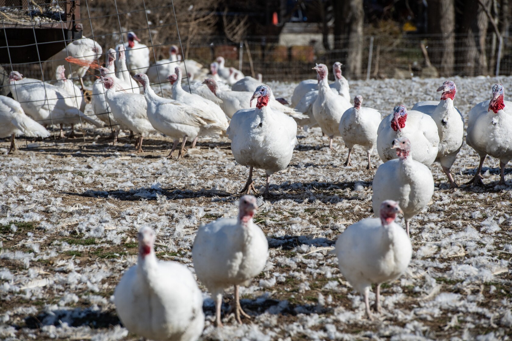 'Consider the Turkey' at Thanksgiving? — philosopher and animal rights ...