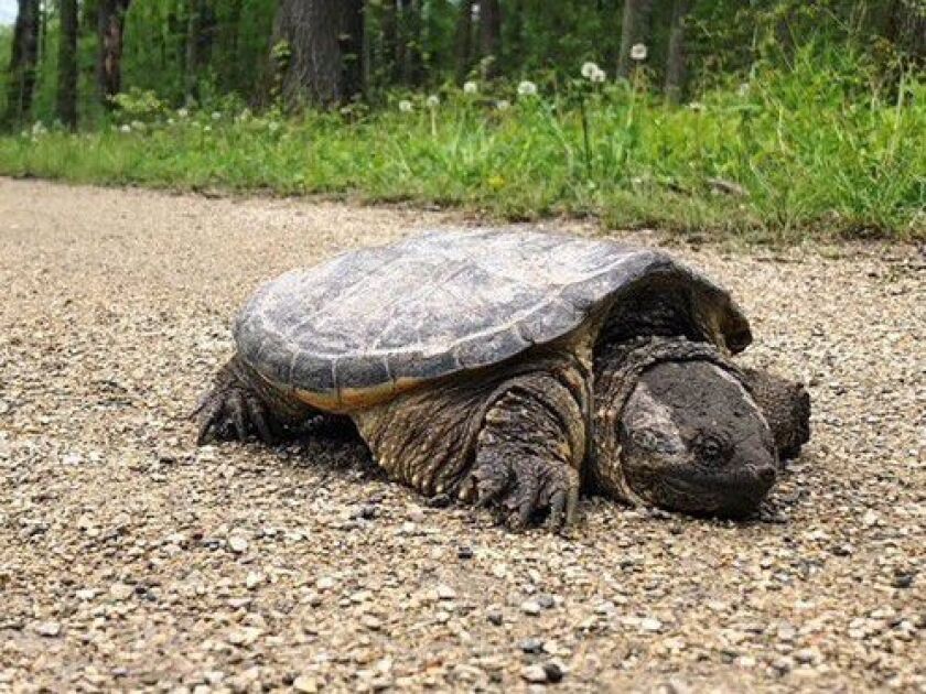 A large snapping turtle noticed wandering the Des Plaines River Trail in Des Plaines. Provided by Brian Johnston