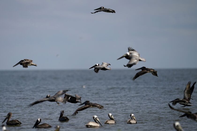 Brown pelicans fly along the shore of Raccoon Island.