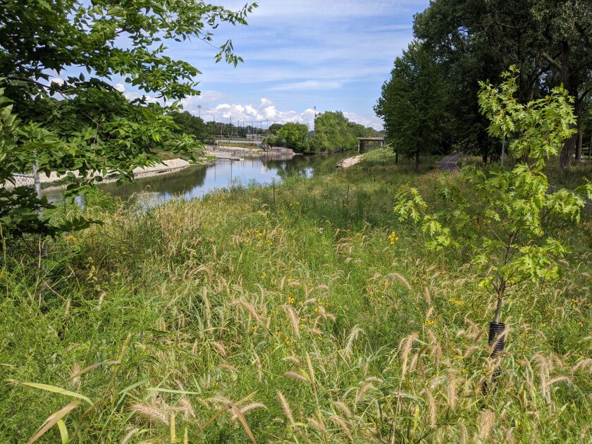 View from the southeast of the reworked area at the confluence of the North Branch of the Chicago River and the North Shore Channel at River Park, where Loyola University students trap and study invasive and native crayfish. Credit: Dale Bowman