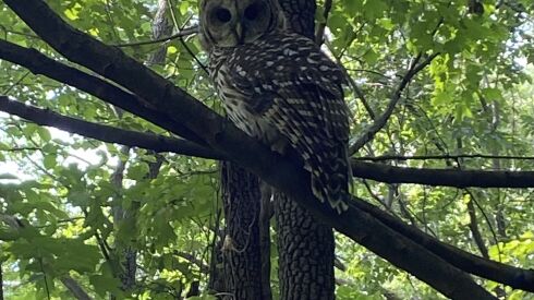 Nature photo of the week of a barred owl. Credit: Hailey O’Malley