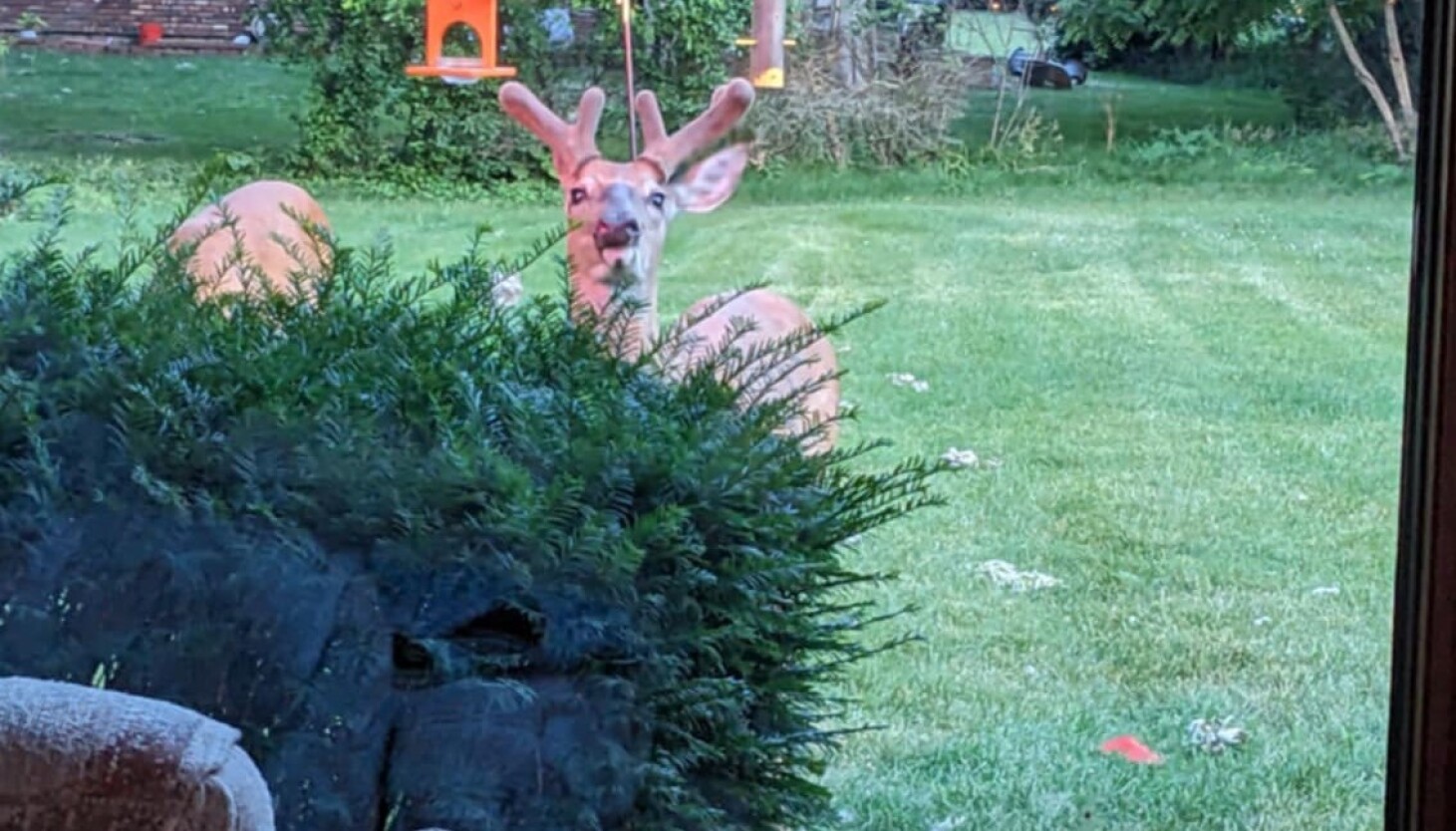 Chicago outdoors: Coho year, bush-trimming buck and golf-course sandhill cranes Chicago outdoors: Coho year, bush-trimming buck and golf-course sandhill cranes