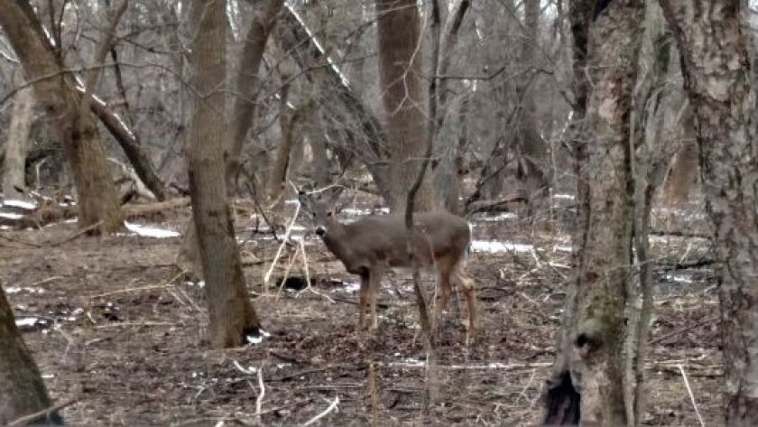 Deer in forest preserve settings become acclimated to humans, I walked very close to this one without it spooking.<br>Credit: Dale Bowman