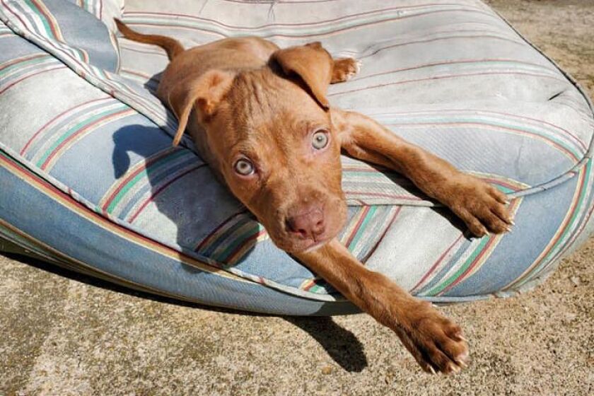 Pepsi, one of the 20 pit bulls rescued from an abusive environment, in his new foster home. All 20 dogs have found foster homes as they go through a rehabilitation process.