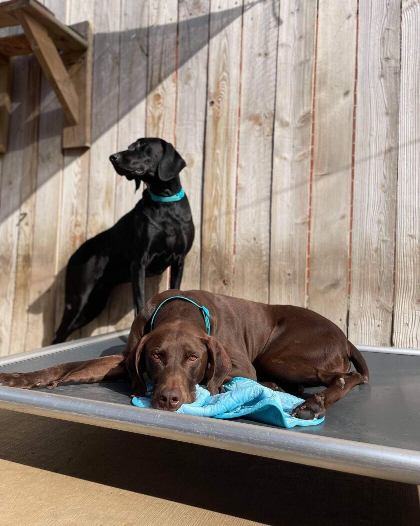 A Great Dan and two short-haired pointers were inside the van when it was taken.
