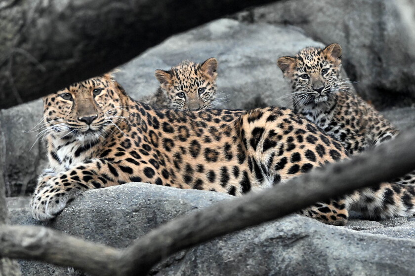 Duffield Leopard Amur leopard cubs make public debut at Brookfield Zoo - Chicago Sun-Times