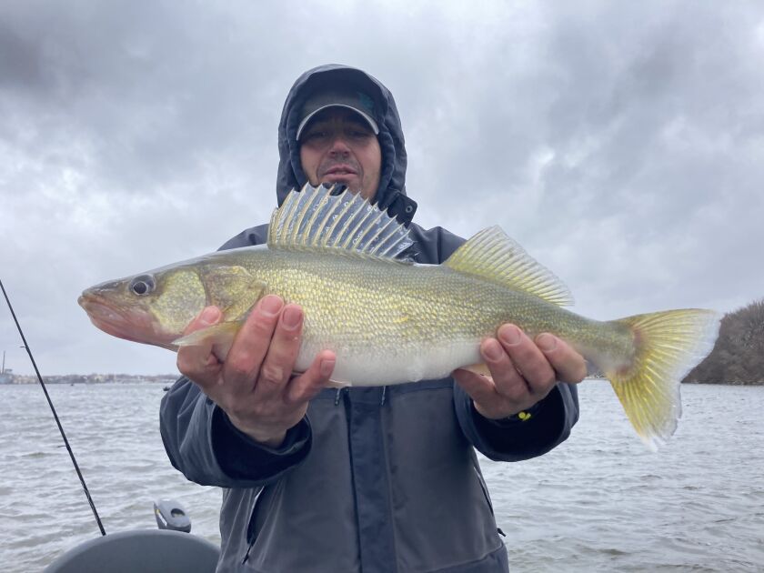 De Pere walleye by Jason Fox. Provided photo