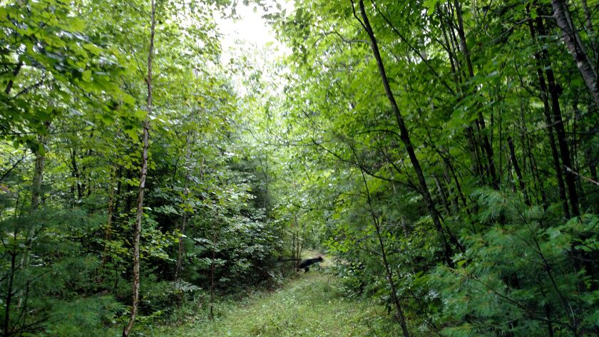 Bear crosses a forest road with bear hounds close behind on a training run in northern Wisconsin.<br>Credit: Dale Bowman