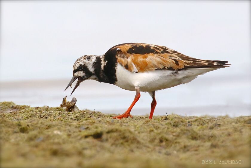 Ruddy turnstone.<br>Provided/Emil Baumbach