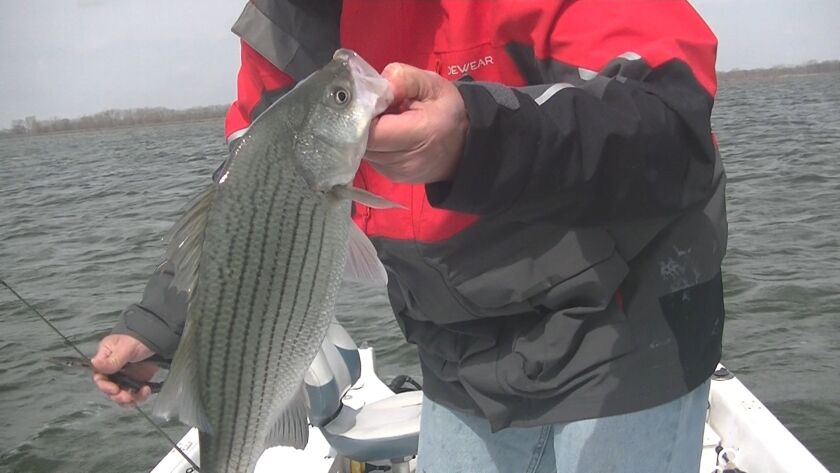 Hybrid striped bass from Braidwood Lake. Provided by Jim Shell