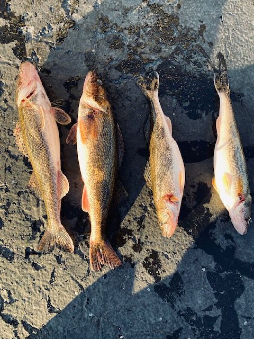 Illinois River bounty in December. Provided by James Stewart