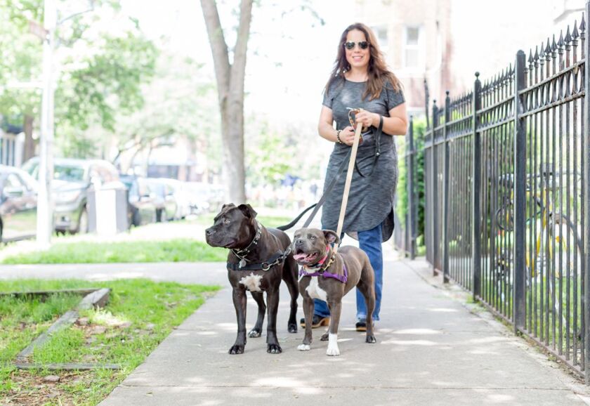CourtDog2_600x412.jpg