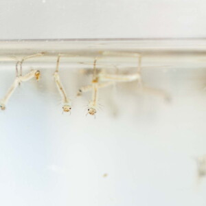 MOSQUITOES_260714_45.jpg