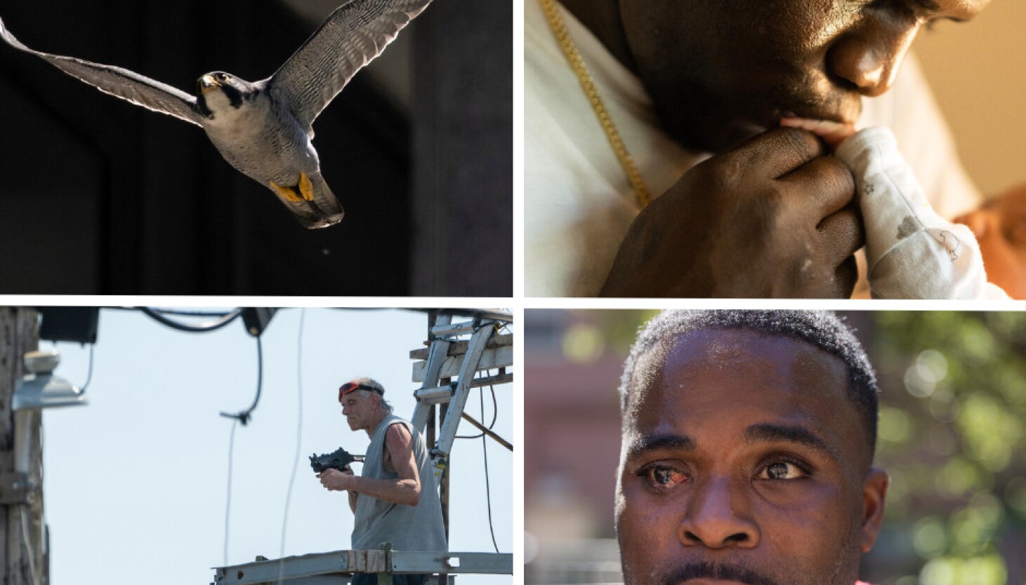 NextImg:Quiet moments, a standoff and dive-bombing falcons: Sun-Times photographers share their favorite photos of 2023