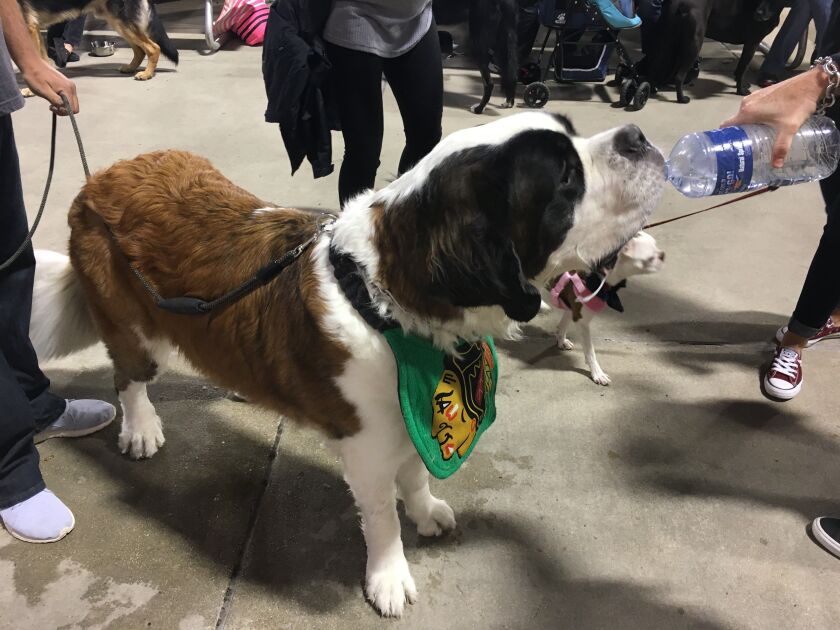 Duncan also made sure he was hydrated. | Madeline Kenney/Sun-Times