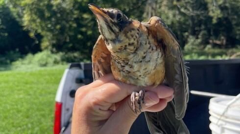 A robin is studied by researchers with the Cook County Forest Preserve District.