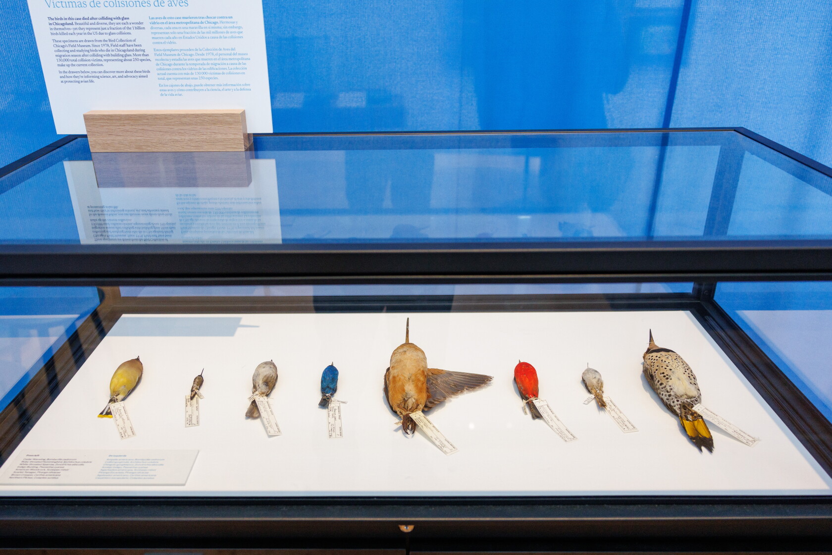 Decimation Bird Jeanne Gang’s latest exhibition is for the birds — just as it should be ...
