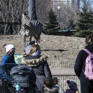 A group of people and children look at a Zebra Friday afternoon at Lincoln Park Zoo.