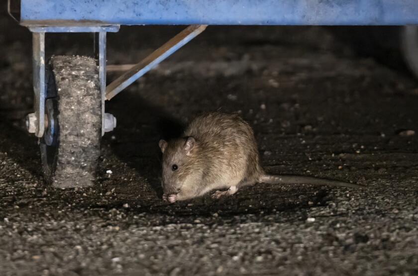 Iowa City Rack Rats Rat birth control comes to Wicker Park and Bucktown, a more 'humane ...