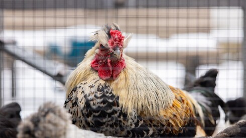 A colorful chicken sits in a coop in an elementary school courtyard.