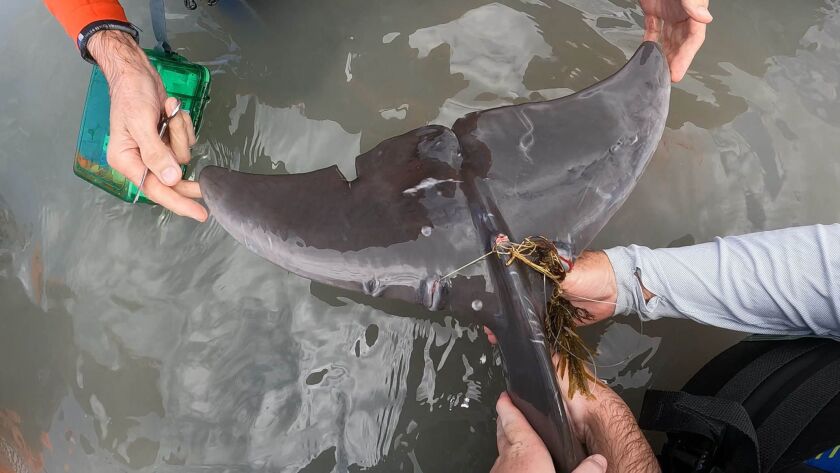 Two people hold up Fergie the dolphin calf’s tail, which has been entangled with fishing lines. This rescue occurred near Marco Island, Florida.