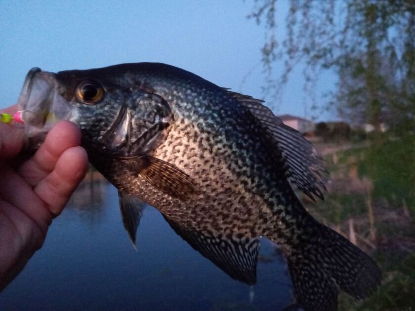 Crappie being caught in Shorewood. Provided phooto