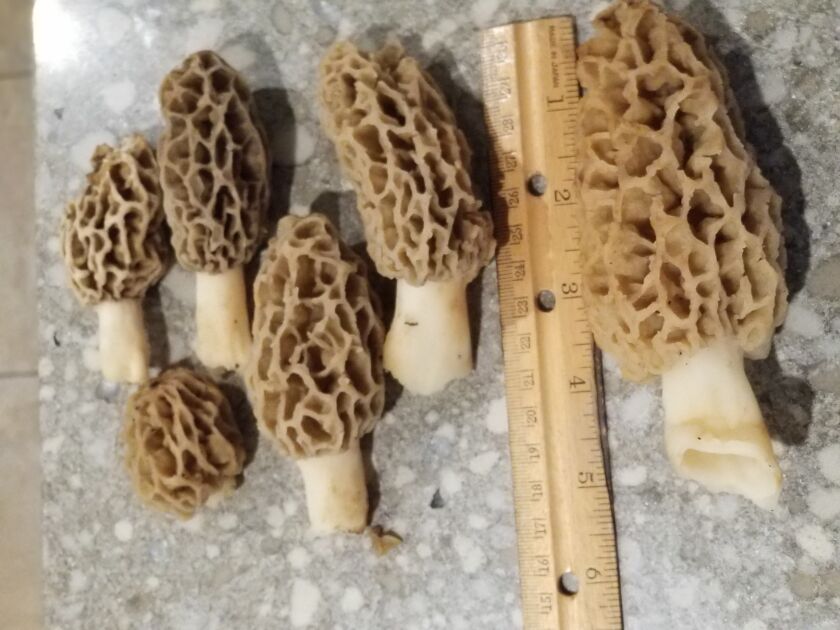 Thomas Maru found these morels, including the big one, in unincorporated Homer Township.<br>Provided