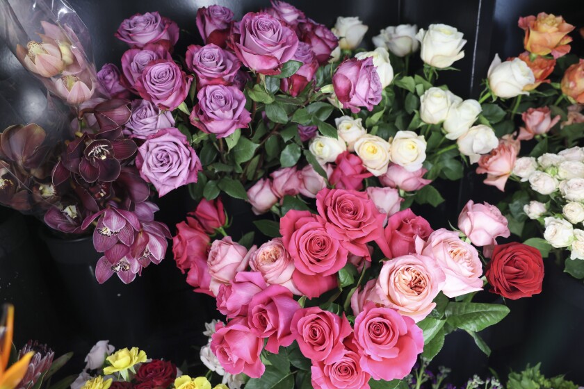 An assortment of Plant life at a Pretty Flower in Lincoln Square, Wednesday, Aug. 27, 2025 .. | Anthony Vazquez/ Sun-Times