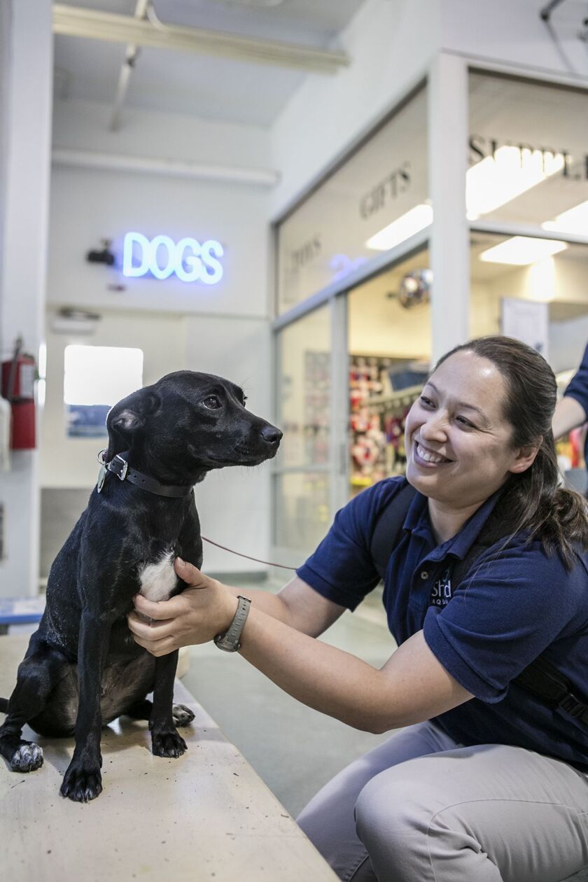 Peach, the Shedd’s newest addition, joins three other pups at the aquarium. | © Shedd Aquarium/Brenna Hernandez