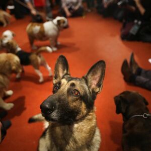 A German Shepard named Commander. | AP Photo