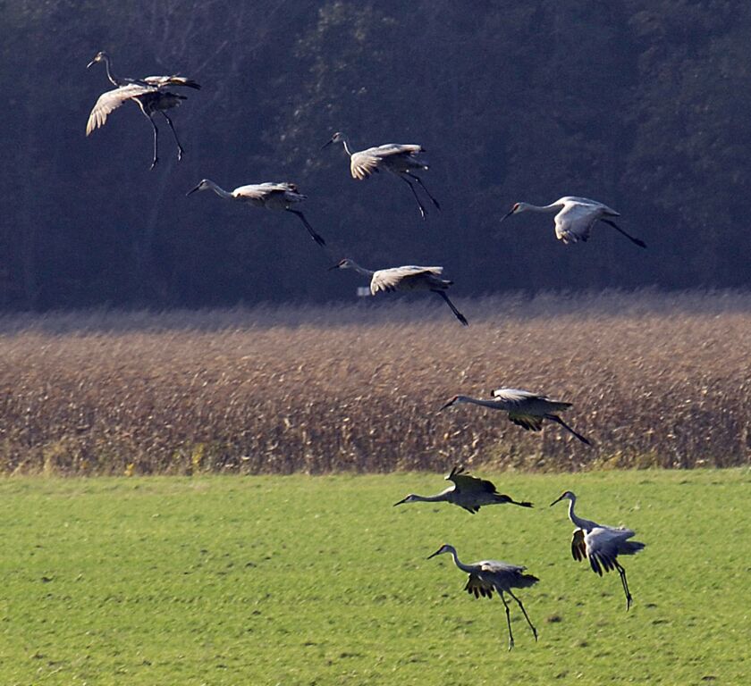 Sandhill cranes at the Jasper-Pulaski Fish & Wildlife Area in northern Indiana, a popular stop for the migratory birds.