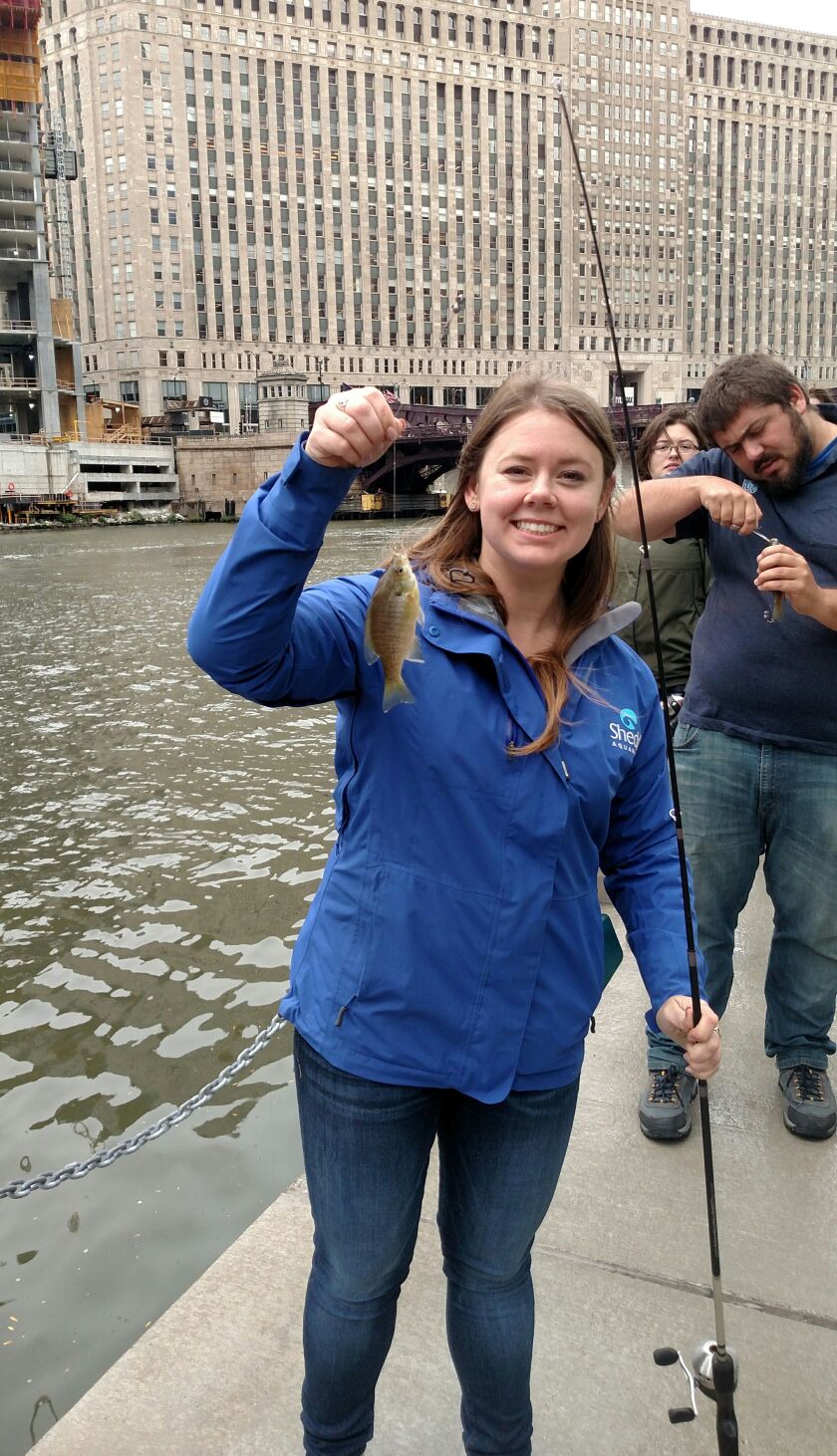 The Shedds Maggie Cooper lands her first Chicago River fish during the second Chicago Fishes event.<br>Dale Bowman/Sun-Times
