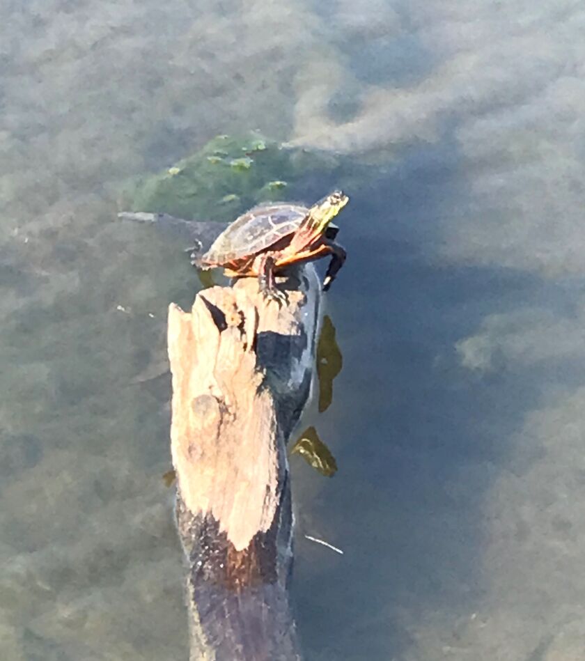 Ken “Husker” O’Malley’s nature photo of the week. Provided photo