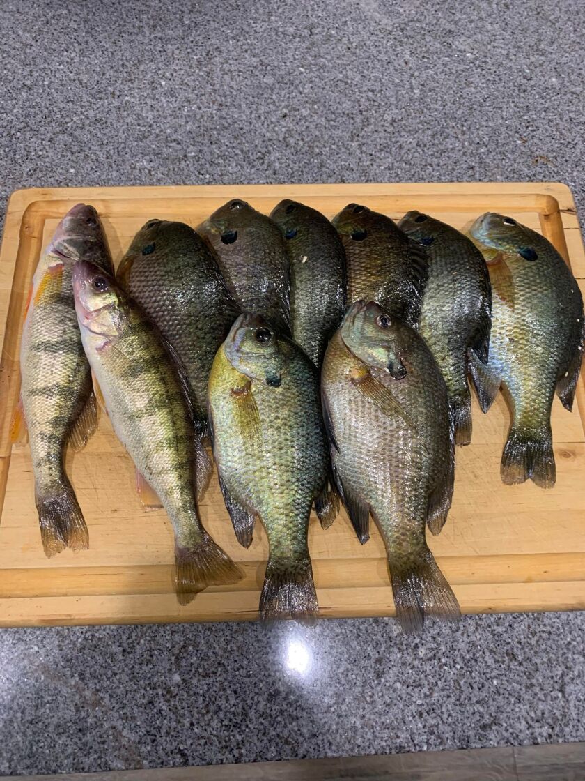 Andy Hansen found some beautiful bluegill while trying for perch in a Chicago harbor. Provided photo