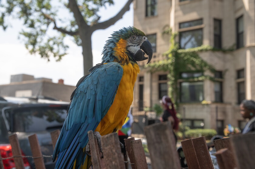 BUDBILLIKENPARADE_260809-15.jpg