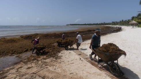 Workers hired by residents have been removing sargassum seaweed from the Bay of Soliman, north of Tulum in Mexico’s Quintana Roo state.