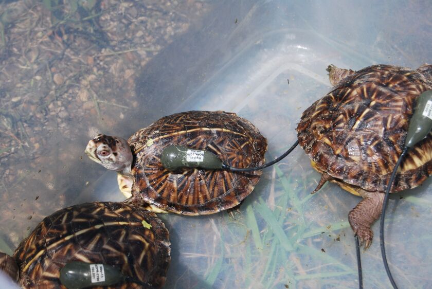 box_turtles_2_600x401.jpg