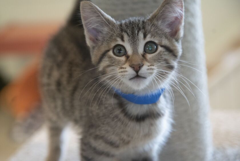 A kitten named Ralphie at PAWS Chicago.
